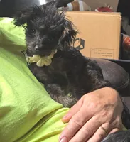 Whiskey, a female Yorkipoo for sale in Saint Charles, MO – Photo 3 of 9