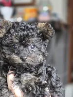 Whiskey, a female Yorkipoo for sale in Saint Charles, MO – Photo 4 of 6