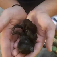 Whiskey, a female Yorkipoo for sale in Saint Charles, MO – Photo 8 of 9