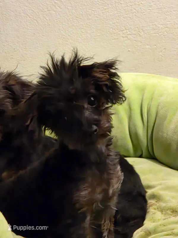 Whiskey – Yorkipoo puppy for sale in Saint Charles, MO