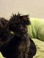 Whiskey, a female Yorkipoo for sale in Saint Charles, MO – Photo 1 of 9