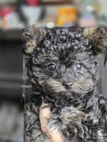 Whiskey, a female Yorkipoo for sale in Saint Charles, MO – Photo 6 of 6
