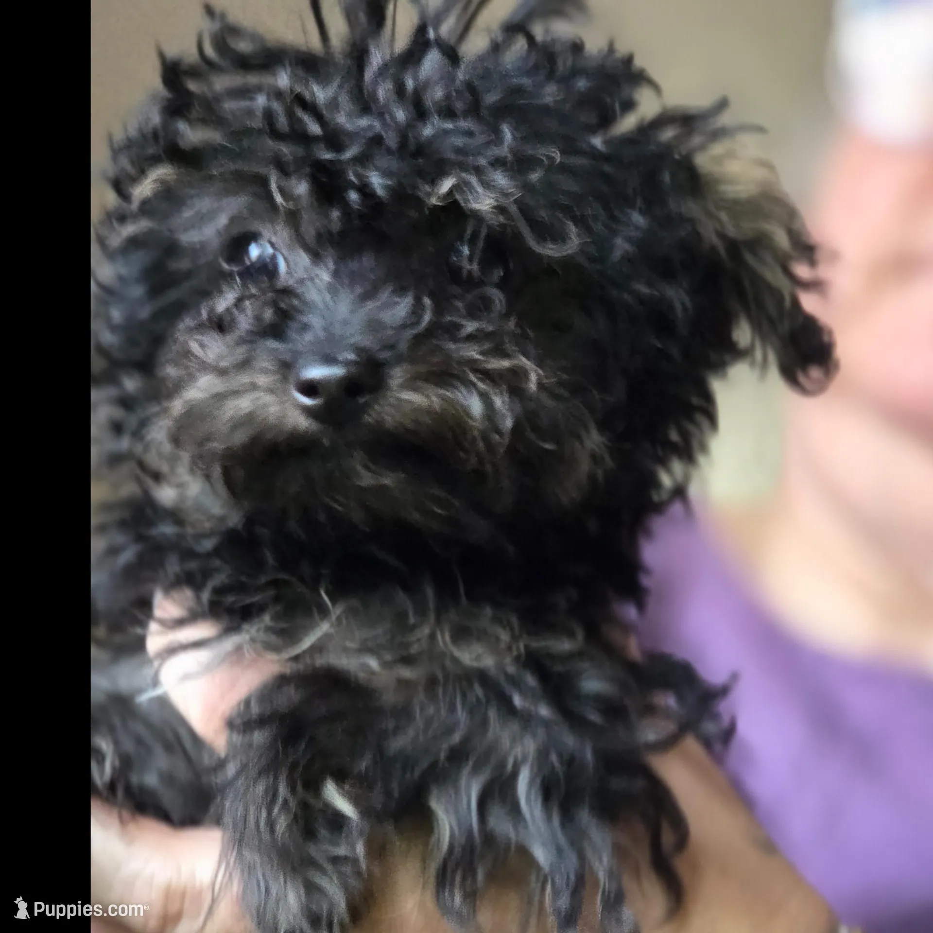 Whiskey, a female Yorkipoo for sale in Saint Charles, MO – Photo 6 of 9