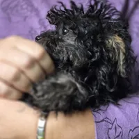 Whiskey, a female Yorkipoo for sale in Saint Charles, MO – Photo 5 of 9