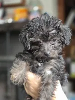 Whiskey, a female Yorkipoo for sale in Saint Charles, MO – Photo 5 of 6