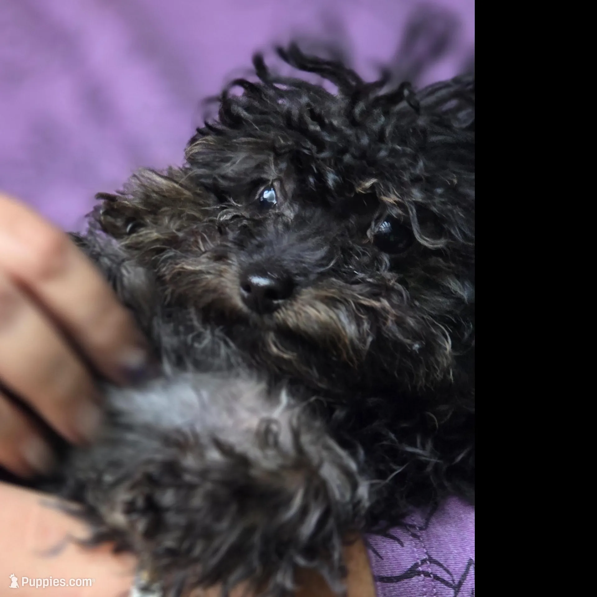 Whiskey, a female Yorkipoo for sale in Saint Charles, MO – Photo 7 of 9