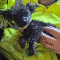 Whiskey, a female Yorkipoo for sale in Saint Charles, MO – Photo 9 of 9
