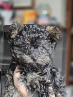 Whiskey, a female Yorkipoo for sale in Saint Charles, MO – Photo 3 of 6