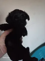 Whiskey, Tango,and Foxtrot, a female Yorkipoo and Poodle - Miniature  for sale in Saint Charles, MO – Photo 1 of 3