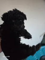 Whiskey, Tango,and Foxtrot, a female Yorkipoo and Poodle - Miniature  for sale in Saint Charles, MO – Photo 3 of 3