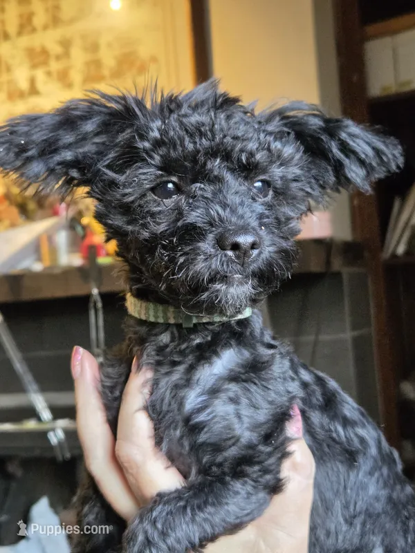 Nug – Yorkipoo puppy for sale in Saint Charles, MO