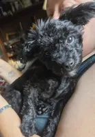 Nug, a male Yorkipoo for sale in Saint Charles, MO – 4 of 5