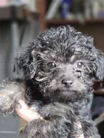 Tango, a female Yorkipoo and Poodle - Toy  for sale in Saint Charles, MO – Photo 8 of 10