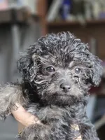 Tango, a female Yorkipoo and Poodle - Toy  for sale in Saint Charles, MO – Photo 9 of 10