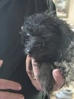 Tango, a female Yorkipoo and Poodle - Toy  for sale in Saint Charles, MO – Photo 10 of 10