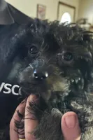 Tango, a female Yorkipoo and Poodle - Toy  for sale in Saint Charles, MO – Photo 2 of 10