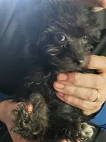 Tango, a female Yorkipoo and Poodle - Toy  for sale in Saint Charles, MO – Photo 5 of 10