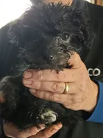 Tango, a female Yorkipoo and Poodle - Toy  for sale in Saint Charles, MO – Photo 3 of 10