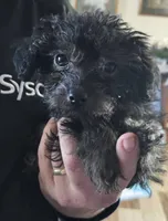 Tango, a female Yorkipoo and Poodle - Toy  for sale in Saint Charles, MO – Photo 1 of 10