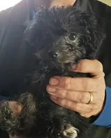 Tango, a female Yorkipoo and Poodle - Toy  for sale in Saint Charles, MO – Photo 4 of 10