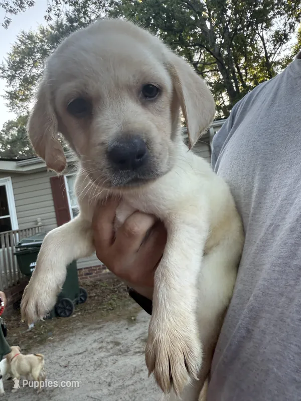 Light Pink Collar – Labrador Retriever puppy for sale in Smithfield, NC