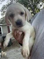 Light Pink Collar, a female Labrador Retriever for sale in Smithfield, NC – Photo 1 of 2