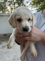 Light Pink Collar, a female Labrador Retriever for sale in Smithfield, NC – Photo 2 of 2