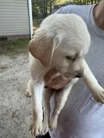 Purple Collar, a female Labrador Retriever for sale in Smithfield, NC – Photo 2 of 2