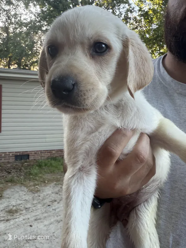 Purple Collar – Labrador Retriever puppy for sale in Smithfield, NC