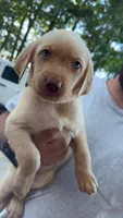 Hot Pink Collar, a female Labrador Retriever for sale in Smithfield, NC – Photo 1 of 2