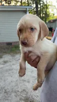 Hot Pink Collar, a female Labrador Retriever for sale in Smithfield, NC – Photo 2 of 2