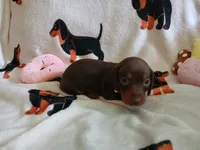 Remy, a female Miniature Dachshund for sale in Rainbow City, AL – 9 of 10