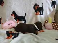 Remy, a female Miniature Dachshund for sale in Rainbow City, AL – 2 of 10