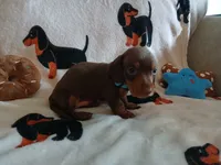 Gage , a male Miniature Dachshund for sale in Rainbow City, AL – 8 of 10