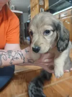 Ellie AKC female, a female Miniature Dachshund for sale in Rainbow City, AL – 9 of 10