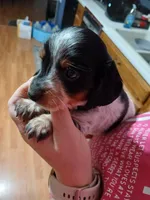 Tilly - long hair, a female Miniature Dachshund for sale in Rainbow City, AL – 4 of 8