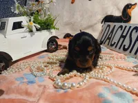 Raven - long hair, a female Miniature Dachshund for sale in Rainbow City, AL – Photo 5 of 5