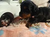 Raven - long hair, a female Miniature Dachshund for sale in Rainbow City, AL – Photo 1 of 5