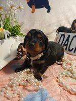 Raven - long hair, a female Miniature Dachshund for sale in Rainbow City, AL – Photo 3 of 5