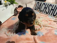 Raven - long hair, a female Miniature Dachshund for sale in Rainbow City, AL – Photo 2 of 5