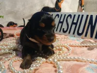 Raven - long hair, a female Miniature Dachshund for sale in Rainbow City, AL – Photo 4 of 5