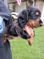 Jackson - Long hair, a male Miniature Dachshund for sale in Rainbow City, AL – 6 of 10