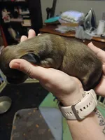 Bonnie, a female Miniature Dachshund for sale in Rainbow City, AL – 4 of 5