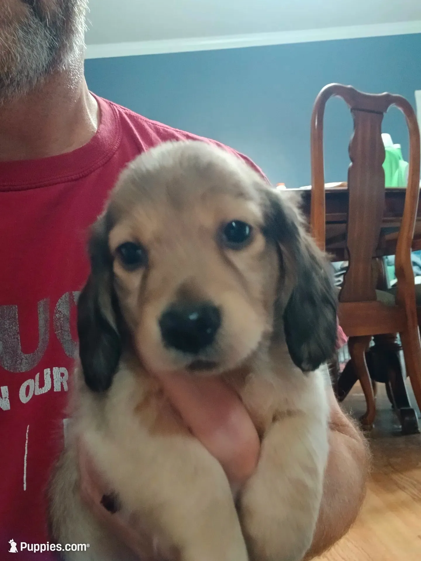 Sawyer AKC male, a male Miniature Dachshund for sale in Rainbow City, AL – 1 of 9