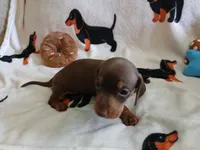 Gage , a male Miniature Dachshund for sale in Rainbow City, AL – 3 of 10