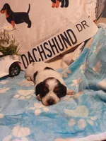 Iceman long hair, a male Miniature Dachshund for sale in Rainbow City, AL – Photo 6 of 9
