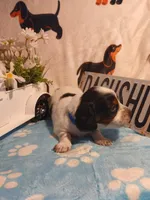 Iceman long hair, a male Miniature Dachshund for sale in Rainbow City, AL – Photo 4 of 9