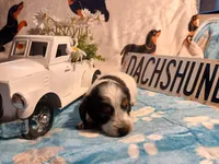 Iceman long hair, a male Miniature Dachshund for sale in Rainbow City, AL – Photo 2 of 9