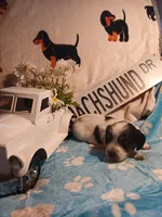 Iceman long hair, a male Miniature Dachshund for sale in Rainbow City, AL – Photo 7 of 9