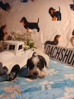 Iceman long hair, a male Miniature Dachshund for sale in Rainbow City, AL – Photo 9 of 9